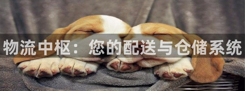 多多28的平台：物流中枢：您的配送与